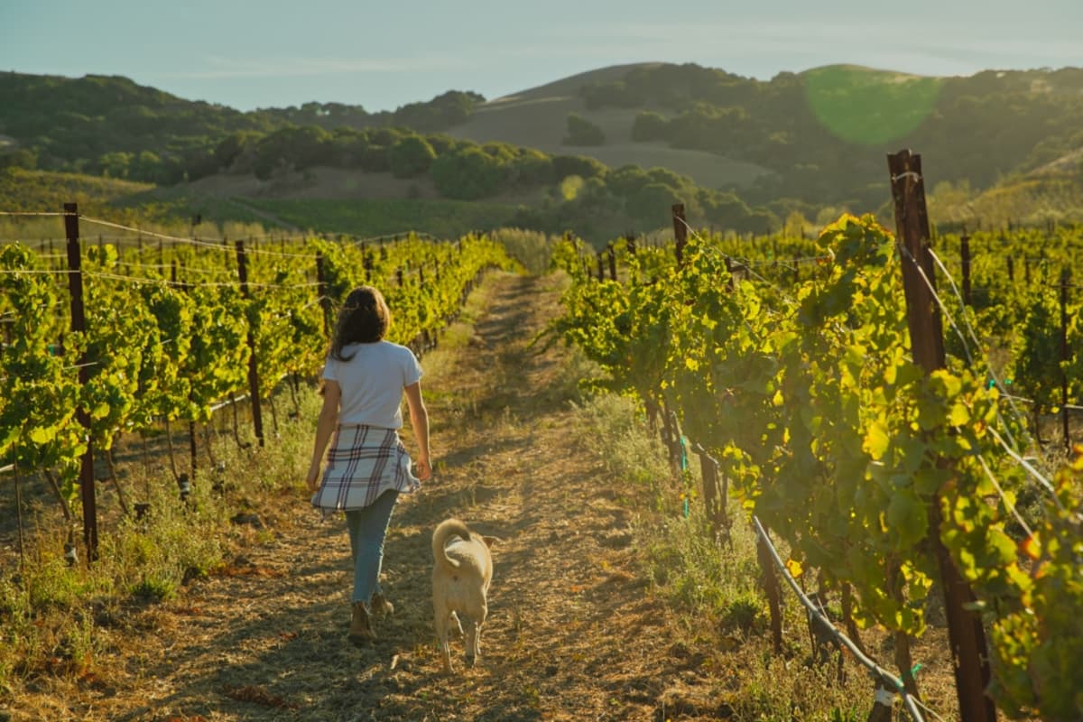 Pour + Explore wine festival in Windsor, California