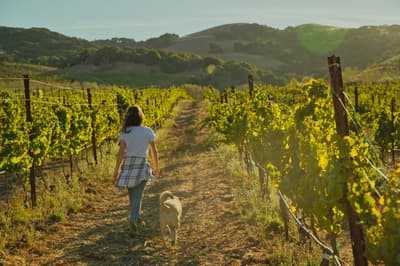 Pour + Explore wine festival